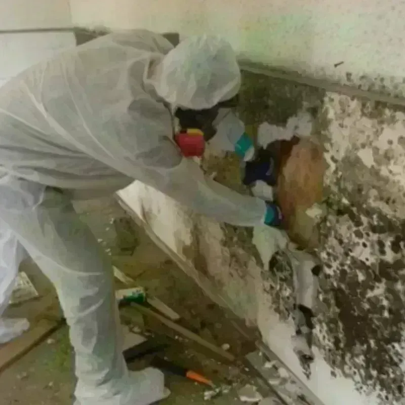 Mold Remediation and Removal in Edina, MO